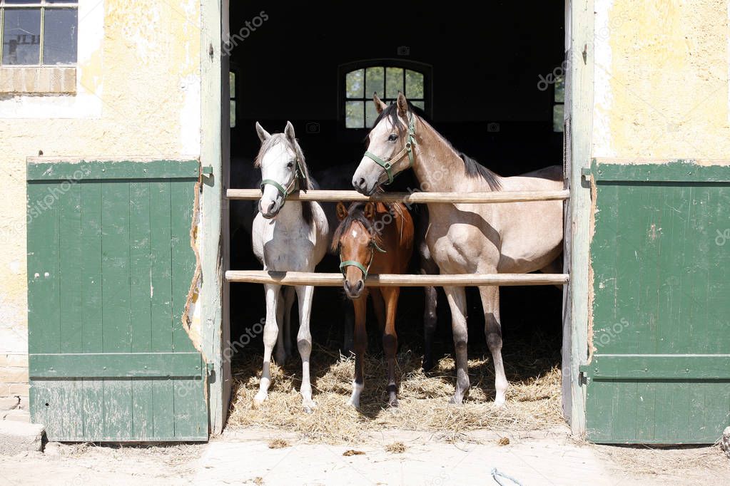 Nice thoroughbred foals standing in the stable door summertime