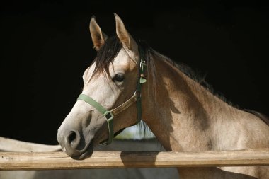 Safkan genç racehorses toplamı karşı ahır kapısı üzerinde seyir
