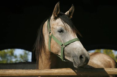 Safkan genç racehorses toplamı karşı ahır kapısı üzerinde seyir