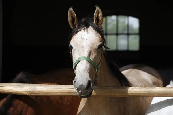 Curious grey colored horse posing for cameras at stable door — Stock Photo, Image