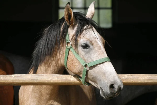 Curioso cavalo de cor cinza posando para câmeras na porta estável — Fotografia de Stock