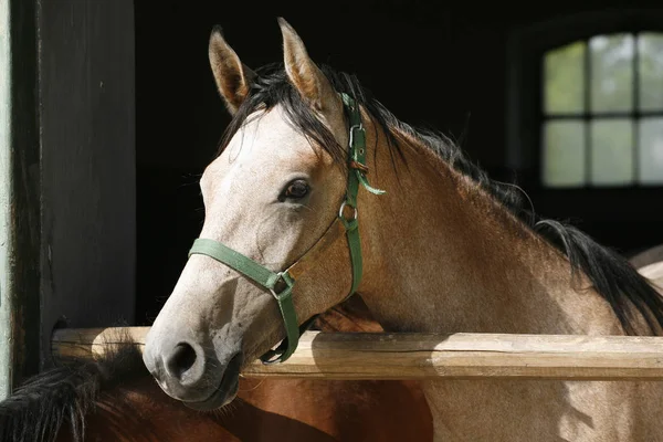 Curious grey colored horse posing for cameras at stable door — Stock Photo, Image