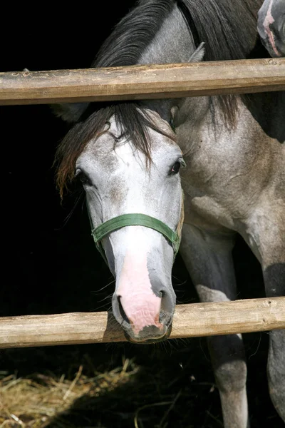 Curioso caballo de color gris posando para cámaras en la puerta estable —  Fotos de Stock