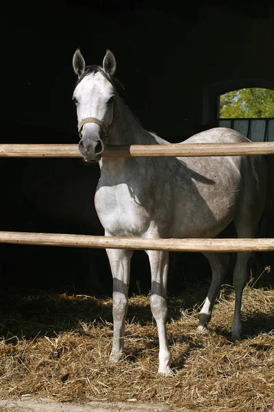 Curioso cavallo di colore grigio in posa per le telecamere a porta stabile — Foto Stock