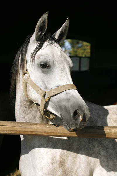 Cavalli da corsa giovani di razza che guardano oltre la porta del fienile contro la somma — Foto Stock