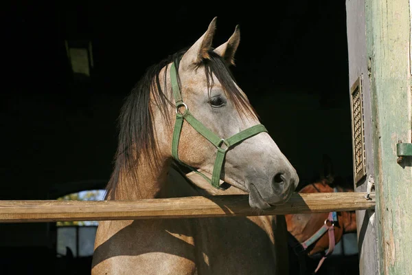 Cavalli da corsa giovani di razza che guardano oltre la porta del fienile contro la somma — Foto Stock