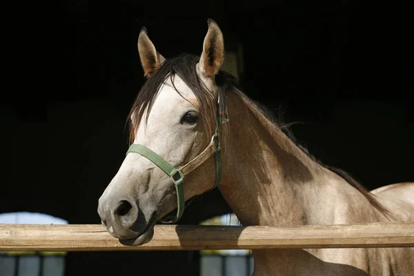 Jóvenes caballos de carreras de pura raza mirando por encima de la puerta del granero —  Fotos de Stock