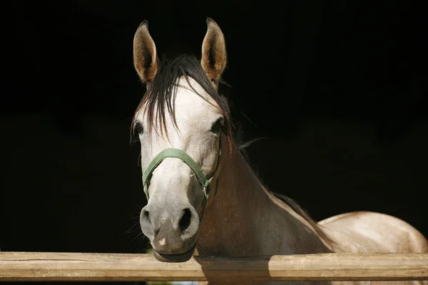Renrasiga unga tävlingshästar tittar över ladugårdsdörren mot summan — Stockfoto