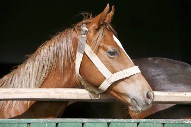  Portre portre bir safkan at ahır kapı 