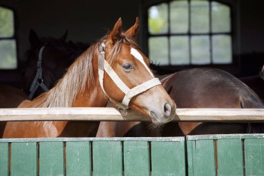  Portre portre bir safkan at ahır kapı 