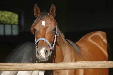  Portre portre bir safkan at ahır kapı 