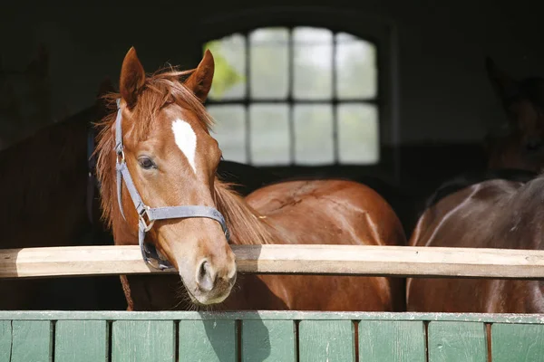 Retrato close-up de um cavalo puro-sangue na porta do celeiro — Fotografia de Stock