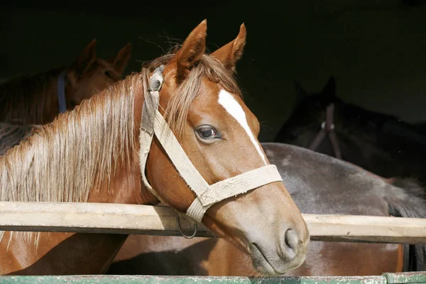Retrato close-up de um cavalo puro-sangue na porta do celeiro — Fotografia de Stock