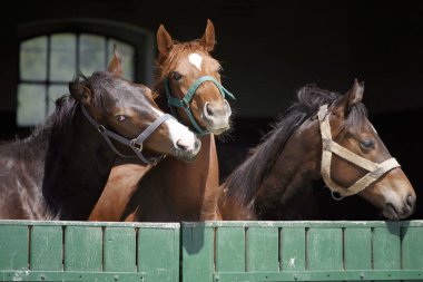 Safkan genç atları stabl ahşap ahır kapısı üzerinde seyir