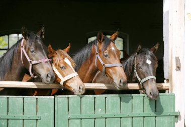 Safkan genç atları stabl ahşap ahır kapısı üzerinde seyir
