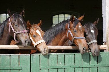 Safkan genç atları stabl ahşap ahır kapısı üzerinde seyir