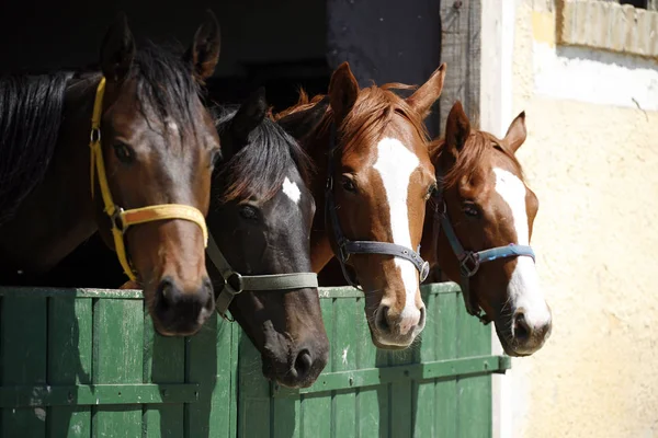 Cavalos jovens puro sangue olhando sobre a porta do celeiro de madeira no estábulo — Fotografia de Stock