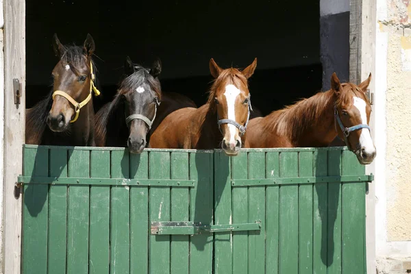 Cavalos jovens de raça pura olhando sobre a porta do celeiro de madeira em stabl — Fotografia de Stock