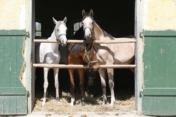 Cavalli giovani di razza guardando oltre porta fienile in legno in stalla — Foto Stock