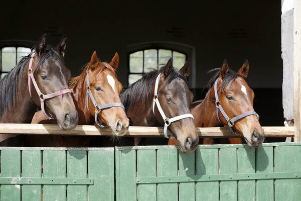 Молодые чистокровные лошади, глядя через деревянные двери сарая в нож
