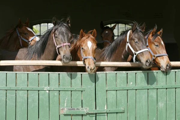 Cavalos jovens de raça pura olhando sobre a porta do celeiro de madeira em stabl — Fotografia de Stock