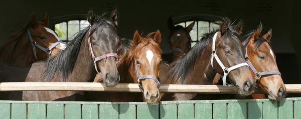 Thoroughbred young horses looking over wooden barn door in stabl — Stock Photo, Image