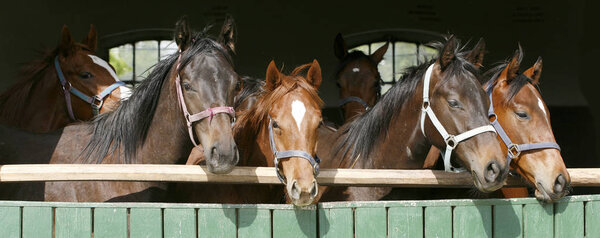 Thoroughbred young horses looking over wooden barn door in stabl