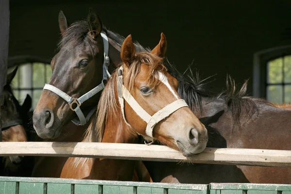 Cavalos jovens de raça pura olhando sobre a porta do celeiro de madeira em stabl — Fotografia de Stock