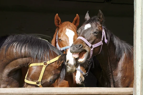 Volbloed jonge paarden kijken over houten schuur deur in stabl — Stockfoto