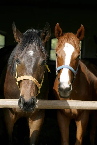 Volbloed jonge paarden kijken over houten schuur deur in stabl — Stockfoto