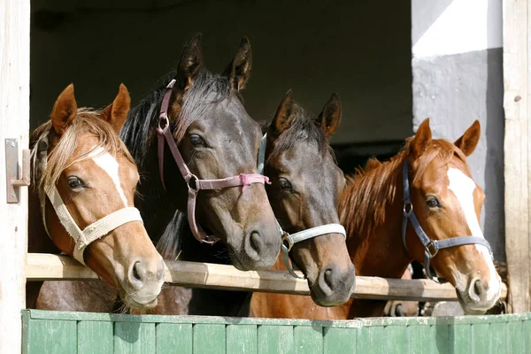 Cavalos jovens de raça pura olhando sobre a porta do celeiro de madeira em stabl — Fotografia de Stock