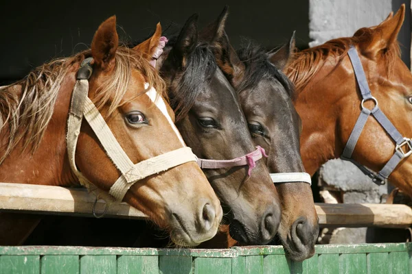 Cavalos jovens puro sangue olhando sobre a porta do celeiro de madeira no estábulo — Fotografia de Stock