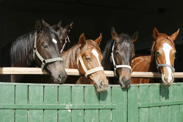 Cavalos jovens de raça pura olhando sobre a porta do celeiro de madeira em stabl — Fotografia de Stock