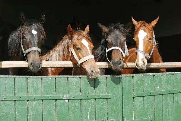 Młodych koni pełnej krwi, patrząc na drewniane drzwi stodoły w soczewek k — Zdjęcie stockowe
