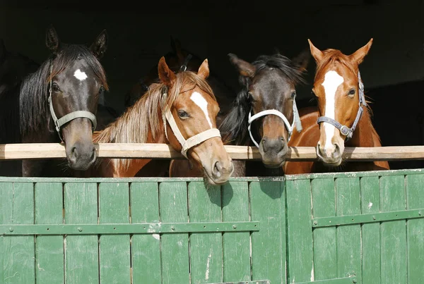 Cavalos jovens de raça pura olhando sobre a porta do celeiro de madeira em stabl — Fotografia de Stock