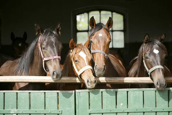 Cavalos jovens de raça pura olhando sobre a porta do celeiro de madeira em stabl — Fotografia de Stock