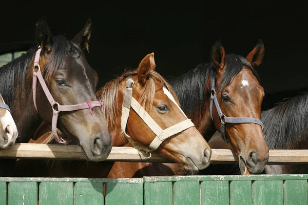 Caballos jóvenes de raza pura mirando por encima de la puerta del granero de madera en stabl —  Fotos de Stock