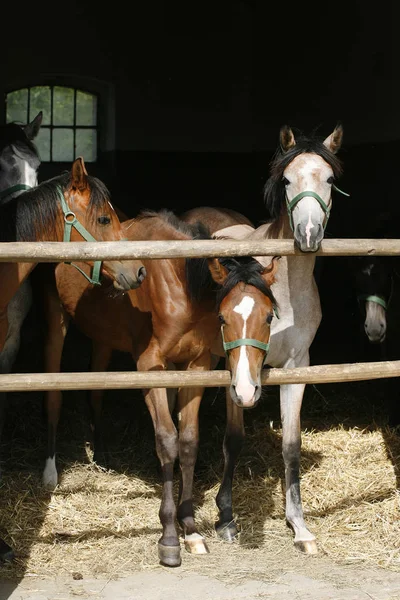 Caballos jóvenes de raza pura mirando por encima de la puerta del granero de madera en stabl —  Fotos de Stock