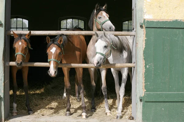 Plnokrevný mladých koní přes dřevěné stodoly v péči — Stock fotografie