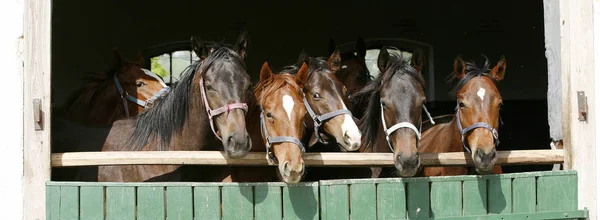 Cavalos jovens de raça pura olhando sobre a porta do celeiro de madeira em stabl — Fotografia de Stock