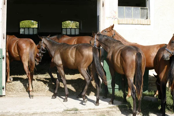 Καθαρόαιμα άλογα κοιτάζοντας πέρα από την ξύλινη πόρτα του αχυρώνα στο stabl — Φωτογραφία Αρχείου
