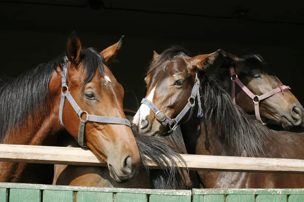 Vollblutpferde blicken über hölzernes Scheunentor im Stall — Stockfoto