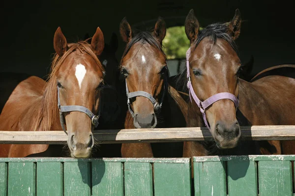 Caballos jóvenes de raza pura mirando por encima de la puerta del granero de madera en stabl —  Fotos de Stock