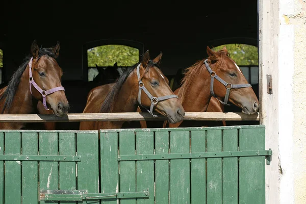 Cavalos jovens de raça pura olhando sobre a porta do celeiro de madeira em stabl — Fotografia de Stock