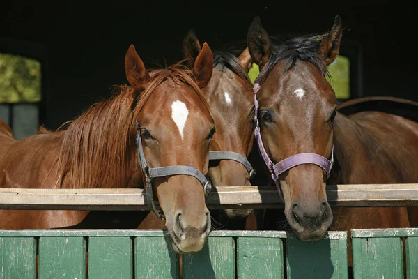 Cavalos jovens de raça pura olhando sobre a porta do celeiro de madeira em stabl — Fotografia de Stock