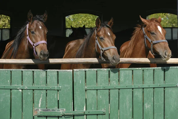 Cavalos jovens de raça pura olhando sobre a porta do celeiro de madeira em stabl — Fotografia de Stock