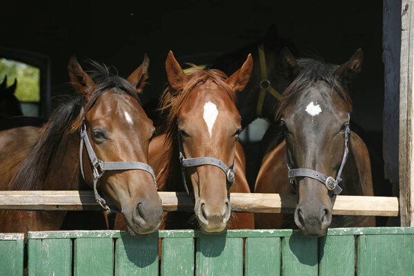 Молодые чистокровные лошади, глядя через деревянные двери сарая в нож
