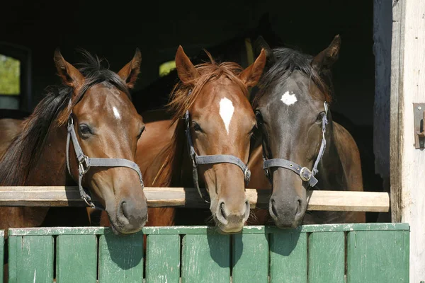 Cavalos jovens de raça pura olhando sobre a porta do celeiro de madeira em stabl — Fotografia de Stock