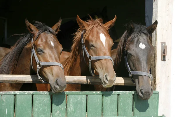 Cavalos jovens de raça pura olhando sobre a porta do celeiro de madeira em stabl — Fotografia de Stock