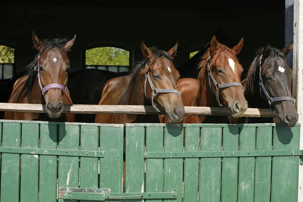 Caballos jóvenes de raza pura mirando por encima de la puerta del granero de madera en stabl —  Fotos de Stock